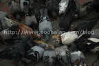 Birds of Round Table