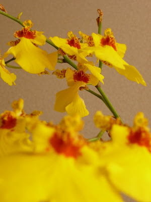 JARDIN NOV01