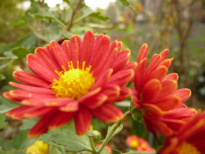 JARDIN NOV01