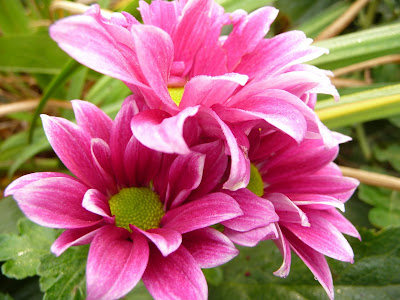 JARDIN NOV01