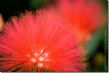 Project 365 / Day 13 – Botanic “Fireworks”