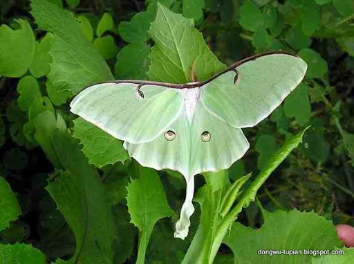 saturniid moth动物图片Animal Pictures