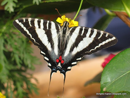 Zebra Swallowtail Butterfly动物图片Animal Pictures