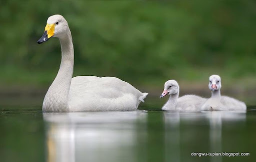 Whooper Swan动物图片Animal Pictures