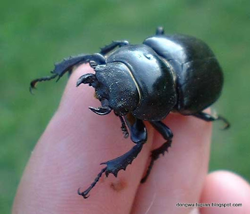 stag beetle-pinching bug动物图片Animal Pictures