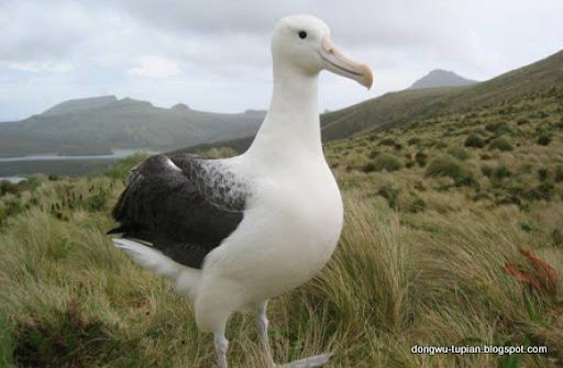 Albatrosses动物图片Animal Pictures