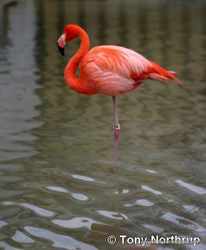 flamingo动物图片Animal Pictures