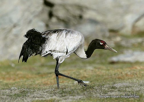 Black-necked Crane动物图片Animal Pictures