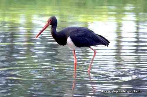 Black Stork动物图片Animal Pictures