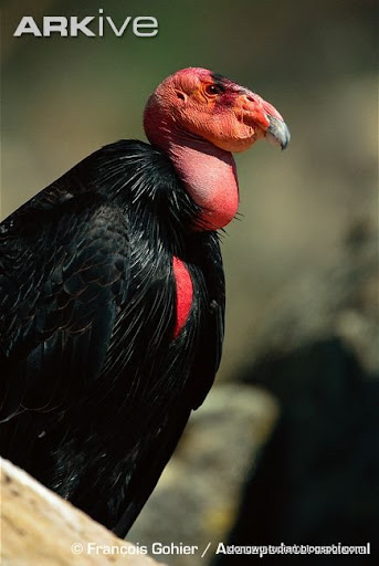 California Condor动物图片Animal Pictures