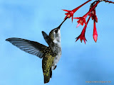 动物图片Animal Pictures- hummingbird