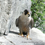 Peregrine Falcon动物图片Animal Pictures