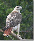 red tailed hawk动物图片Animal Pictures