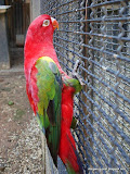 Parrot动物图片Animal Pictures