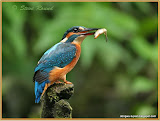 动物图片Animal Pictures- kingfisher