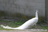 动物图片Animal Pictures- White Peacock