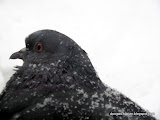 动物图片Animal Pictures- Snow Pigeon