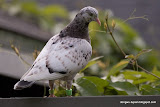 动物图片Animal Pictures- domestic pigeon