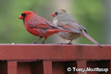 Cardinal动物图片Animal Pictures