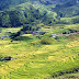 Ruộng bậc thang Sapa tháng 8