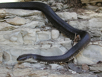 Black rat snake - Elaphe