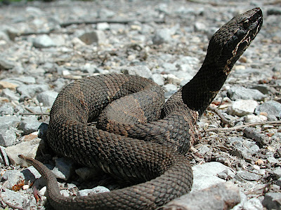 A cottonmouth water moccasin