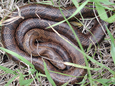 Prairie kingsnake - Lampropeltis
