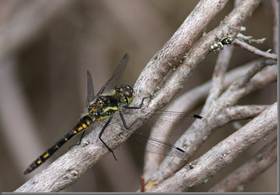 10_07_06_thursley_common_004_black_skimmer