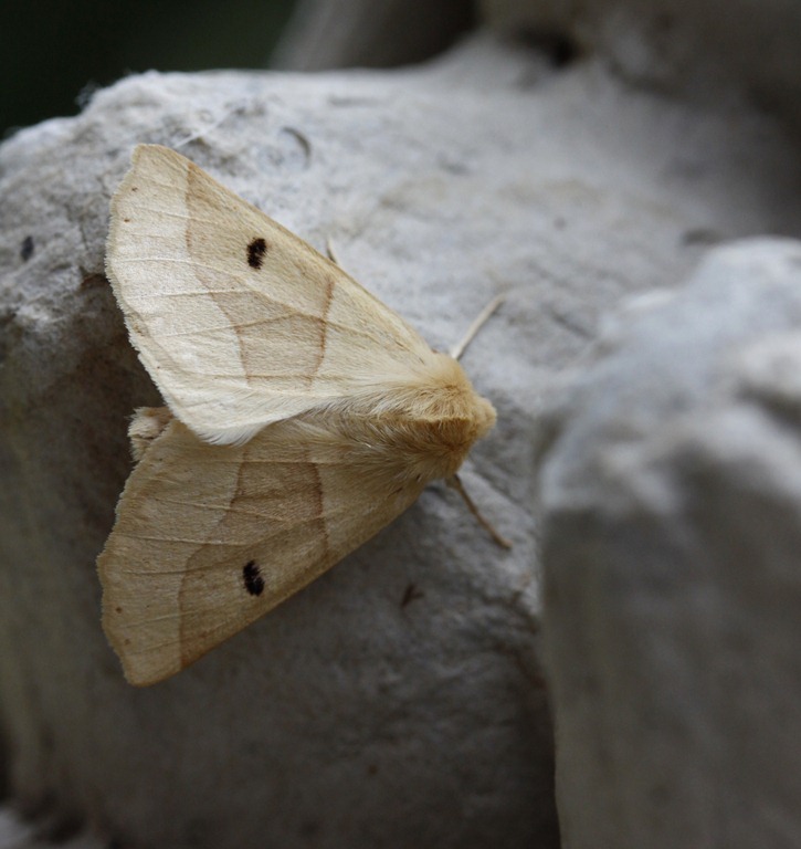 [10_07_20_moths_057_scalloped_oak[3].jpg]