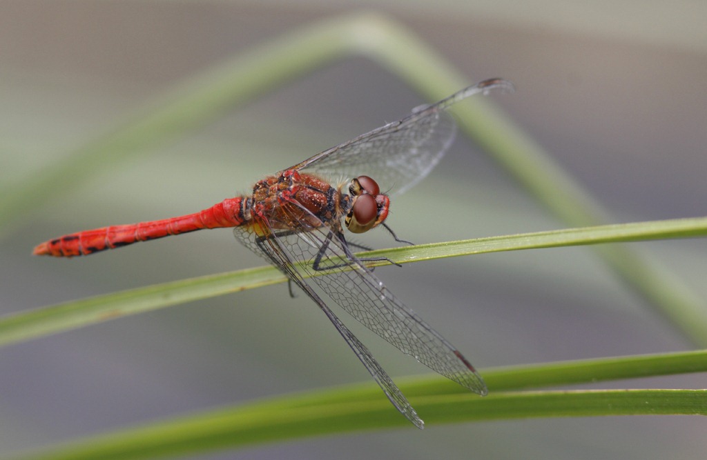 [10_07_20_cliffe_059_ruddy_darter[3].jpg]