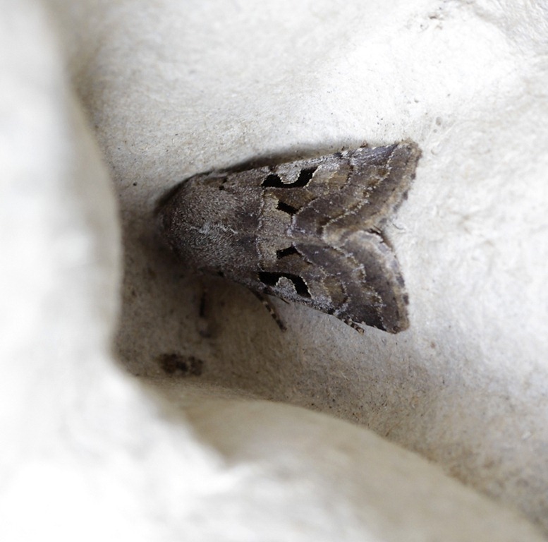 [11_02_27_longfield_hebrew_character[5].jpg]