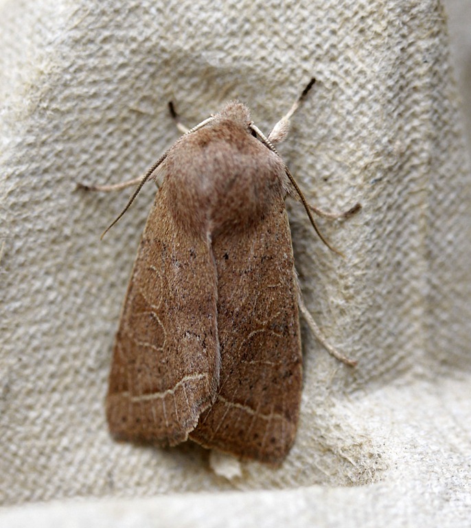 [11_03_13_moths_086_common_quaker[4].jpg]