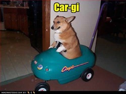 [funny-dog-pictures-car-gi[4].jpg]