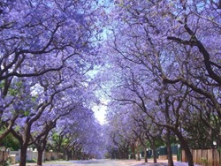 [Jacarandas-15[6].jpg]