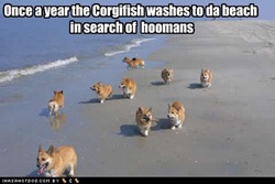 [funny-dog-pictures-corgifish-hoomans[5].jpg]