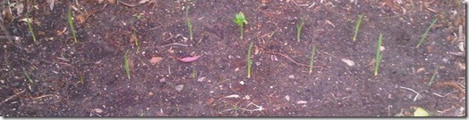 IMG00025-20100622-1626