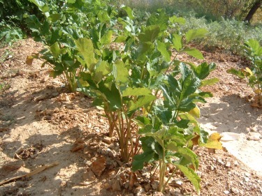 [parsnips[2].jpg]