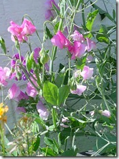 SweetPeas