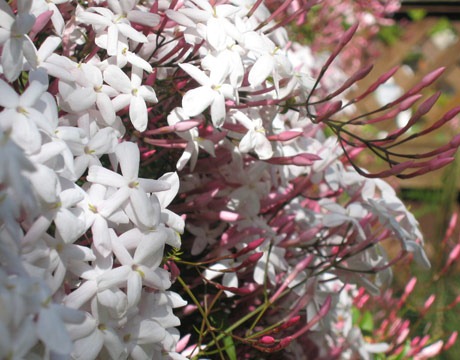 [star-jasmine-de[2].jpg]