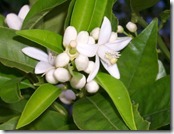 florida-orange-blossom