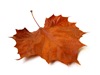 fall-leaf-01
