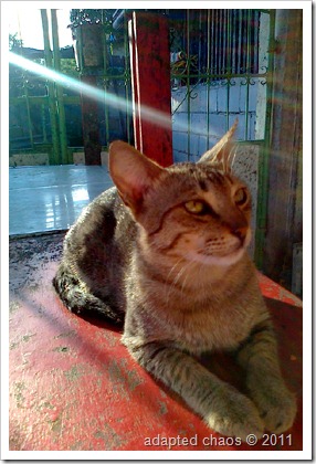 cat cat