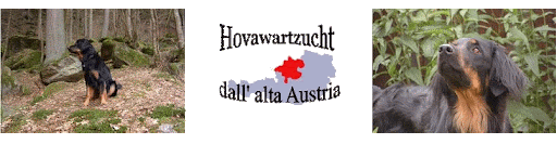 Hovawartzucht - dall' alta Austria