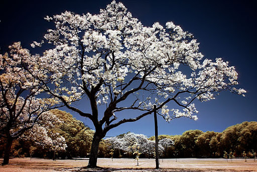 árbol iluminado nanopartículas de oro