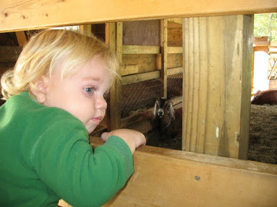 That goats looking at me