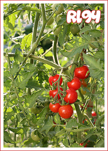 http://lh3.ggpht.com/_ucuG_qs0Adc/TH2QsT54vUI/AAAAAAAAABc/Fzi97gVY4PE/tomate-cerise.jpg