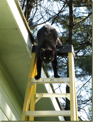 Paws-on-Ladder