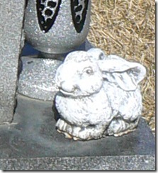 rabbit2-1