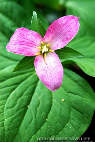 [trillium-flower-9[2].jpg]