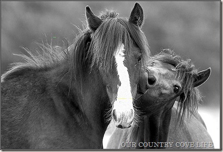 wild-horses wild-horses